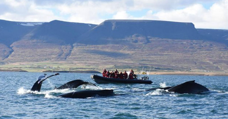 Avistamiento de Ballenas